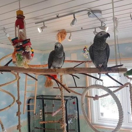 AFRICAN GREY MALE & FEMALE