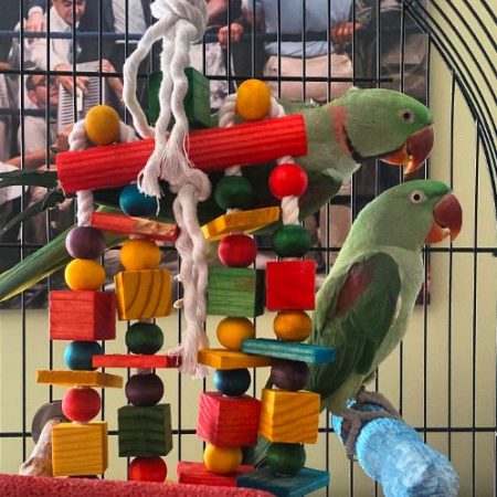 Alexandrine Parrots Male and female