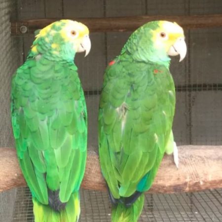 Double Yellow Head Amazon male and female