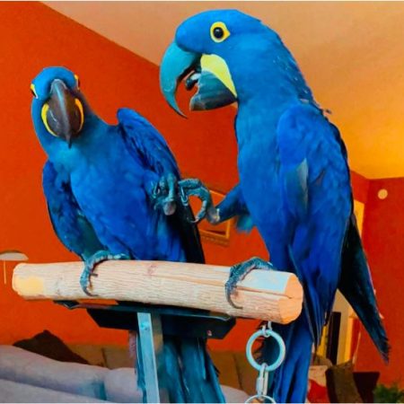 Hyacinth Macaw Parrots