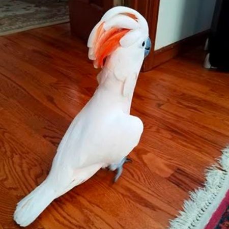 MOLUCCAN COCKATOO PARROT