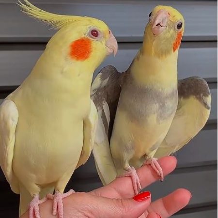 Male and female Cockatiel