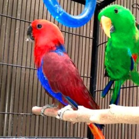 Red Sided Electus Parrot2