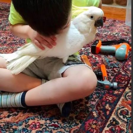 SULPHUR CRESTED COCKATOO
