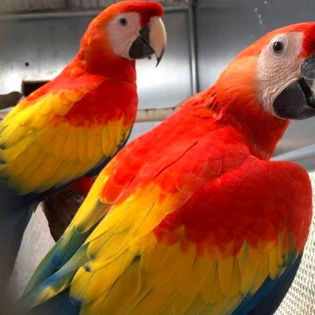 Scarlet Macaw Parrot Male and Female