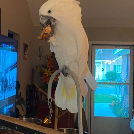 umbrella Cockatoo (1)