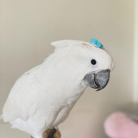 umbrella cockatoo